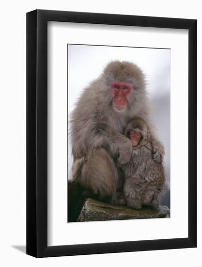 Japanese Macaque with Baby-DLILLC-Framed Photographic Print