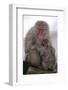 Japanese Macaque with Baby-DLILLC-Framed Photographic Print