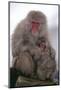 Japanese Macaque with Baby-DLILLC-Mounted Photographic Print