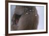 Japanese Macaque with Baby-DLILLC-Framed Photographic Print