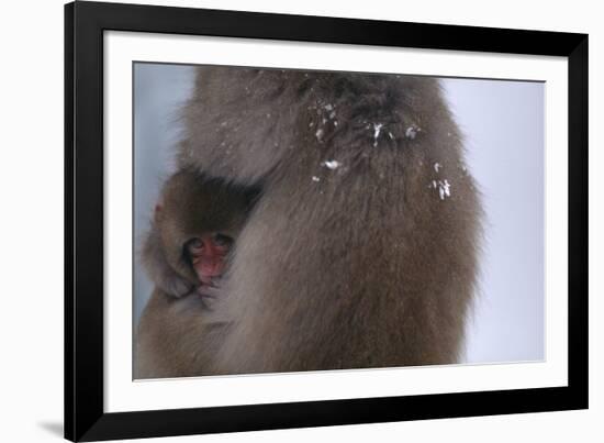 Japanese Macaque with Baby-DLILLC-Framed Photographic Print