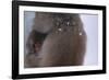 Japanese Macaque with Baby-DLILLC-Framed Photographic Print