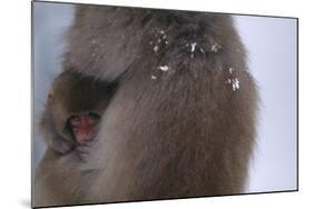 Japanese Macaque with Baby-DLILLC-Mounted Photographic Print