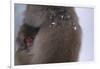 Japanese Macaque with Baby-DLILLC-Framed Photographic Print