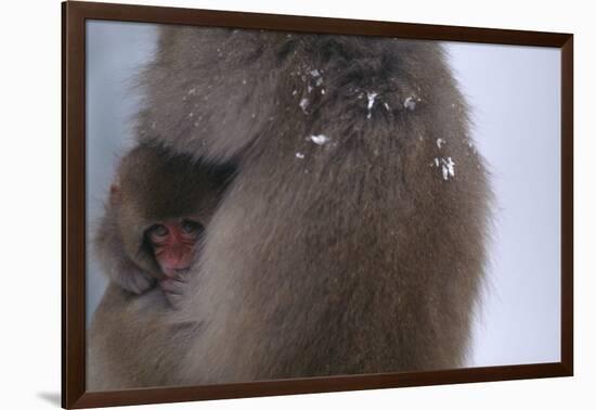 Japanese Macaque with Baby-DLILLC-Framed Photographic Print