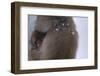 Japanese Macaque with Baby-DLILLC-Framed Photographic Print