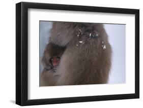 Japanese Macaque with Baby-DLILLC-Framed Photographic Print