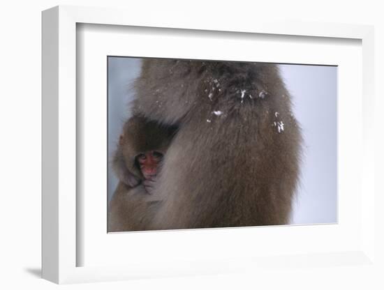 Japanese Macaque with Baby-DLILLC-Framed Photographic Print