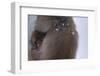 Japanese Macaque with Baby-DLILLC-Framed Photographic Print