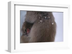 Japanese Macaque with Baby-DLILLC-Framed Photographic Print