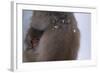 Japanese Macaque with Baby-DLILLC-Framed Photographic Print