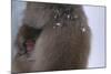 Japanese Macaque with Baby-DLILLC-Mounted Photographic Print