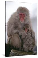 Japanese Macaque with Baby-DLILLC-Stretched Canvas