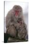 Japanese Macaque with Baby-DLILLC-Stretched Canvas