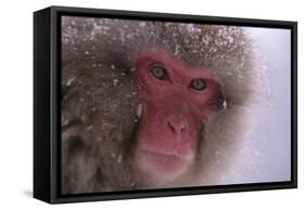 Japanese Macaque-DLILLC-Framed Stretched Canvas