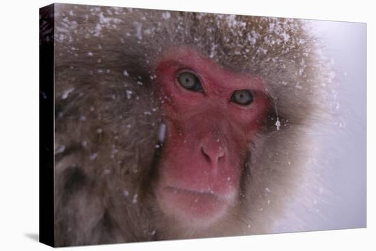 Japanese Macaque-DLILLC-Stretched Canvas