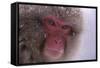 Japanese Macaque-DLILLC-Framed Stretched Canvas