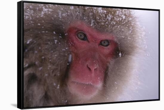 Japanese Macaque-DLILLC-Framed Stretched Canvas