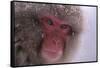 Japanese Macaque-DLILLC-Framed Stretched Canvas