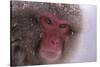 Japanese Macaque-DLILLC-Stretched Canvas
