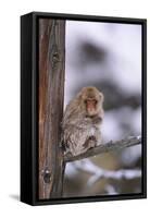 Japanese Macaque-DLILLC-Framed Stretched Canvas