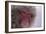 Japanese Macaque-DLILLC-Framed Photographic Print