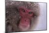 Japanese Macaque-DLILLC-Mounted Photographic Print