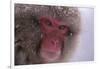 Japanese Macaque-DLILLC-Framed Photographic Print