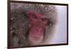 Japanese Macaque-DLILLC-Framed Photographic Print