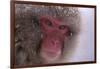 Japanese Macaque-DLILLC-Framed Photographic Print