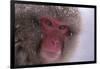 Japanese Macaque-DLILLC-Framed Photographic Print