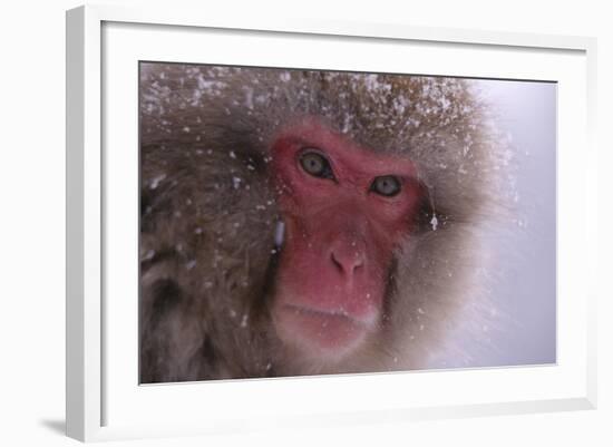 Japanese Macaque-DLILLC-Framed Photographic Print