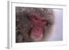 Japanese Macaque-DLILLC-Framed Photographic Print