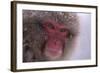 Japanese Macaque-DLILLC-Framed Photographic Print