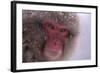 Japanese Macaque-DLILLC-Framed Photographic Print