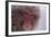 Japanese Macaque-DLILLC-Framed Photographic Print