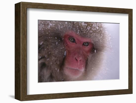 Japanese Macaque-DLILLC-Framed Photographic Print