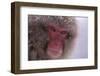 Japanese Macaque-DLILLC-Framed Photographic Print