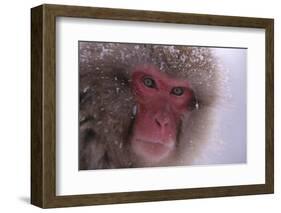 Japanese Macaque-DLILLC-Framed Photographic Print