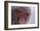 Japanese Macaque-DLILLC-Framed Photographic Print