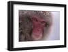 Japanese Macaque-DLILLC-Framed Photographic Print