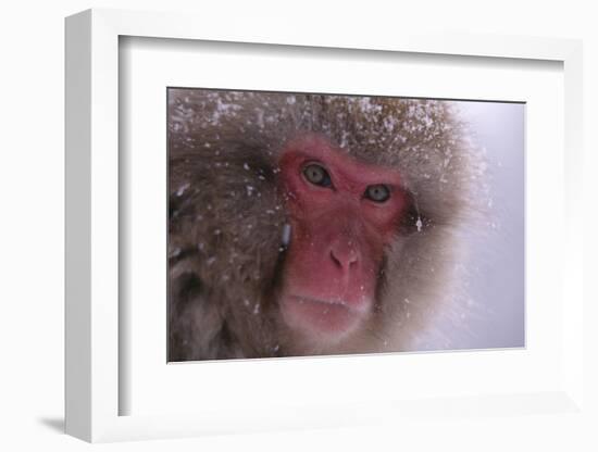 Japanese Macaque-DLILLC-Framed Photographic Print