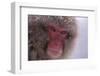 Japanese Macaque-DLILLC-Framed Photographic Print