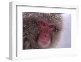 Japanese Macaque-DLILLC-Framed Photographic Print