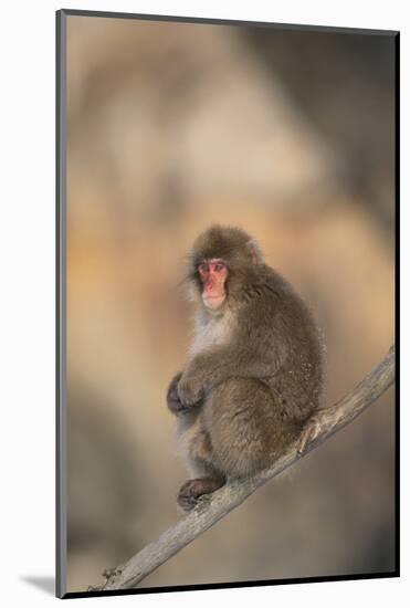 Japanese Macaque-DLILLC-Mounted Photographic Print