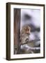 Japanese Macaque-DLILLC-Framed Photographic Print