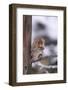 Japanese Macaque-DLILLC-Framed Photographic Print