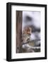 Japanese Macaque-DLILLC-Framed Photographic Print