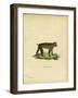 Japanese Macaque-null-Framed Giclee Print