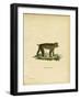 Japanese Macaque-null-Framed Giclee Print